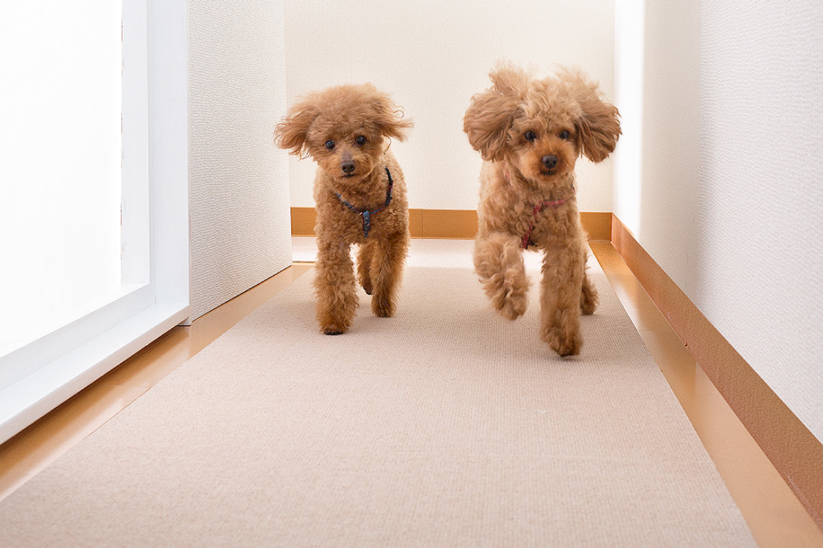 大ヒットアイテム「おくだけ吸着」シリーズ特集！